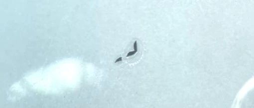 异物分析：保障产品质量与安全
